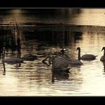 Na Zlatém jezeře...