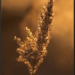 zapad slnka na Neusiedler See