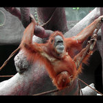 Orangutan visící a spokojený
