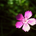 Dianthus deltoides