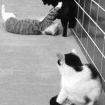 Ked sa dvaja biju a jeden pozera