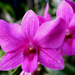 Orchidaceae