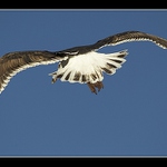 Racek - ostreno na oko.. :)