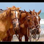 Brazílie 2005 - El Koňos