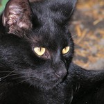 Tom