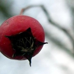 sipek