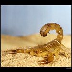 Androctonus australis