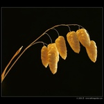 Krása suchých tráv