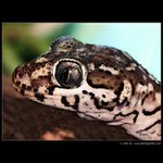 Gekón z Madagaskaru