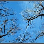 Hodina geometrie pro stromky.