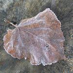 list