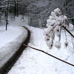...a odvezl Nastěnku do nejhlubšího lesa