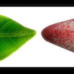 vegetable & meat