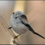 Mlynařík severoevropský v Praze