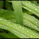 Leaves & Drops