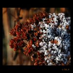 <b><font color=#663333>Síla Slunce<br>