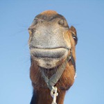 PUSŤ! Vidím město veliké...(a skutečně nejsem velbloud)