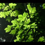 kousek slunce v temném lese