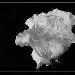 růží není nikdy dost ...