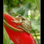 Brazilská kuňkalka