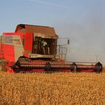 Cerea v moři ze zlata