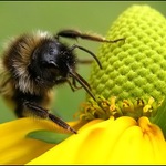 Jen si ďobnu, letím dál...