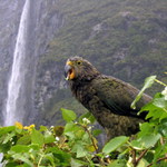 Kea