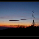 Osamělý starý strom