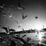 rackovic pozdní odpoledne