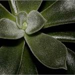 <b>Ojíněná sama sebou </b>