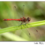 Vážka obecná(Sympetrum vulgatum)