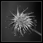 <b>-= Bodlák =-</b>