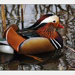 <b>Kachnička mandarínská</b><br><b>(Aix galericulata)