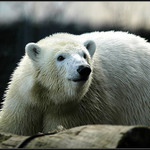 <b>ANO MAMI . . . </b><br><b>