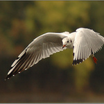 <b>TAK KDE JE TA DVOJICE S TÍM ROHLÍKEM ? ? ? </b><br><b>