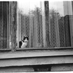 banální kočičina<br>