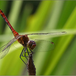 □□□ sympetrum sanguineum