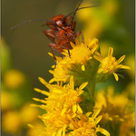 slezte ze mě, Donalde!