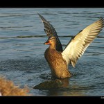 <b>vypnout prsa, břicho zastrčit...</b>