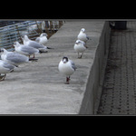 Rovno hľaď-pochodom vchod