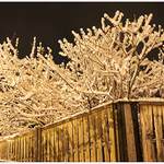 Noční porce sněhu