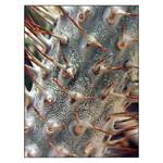 ***ĎÁBELSKÝ KAKTUS***