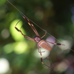 predátor s lidskou tváří