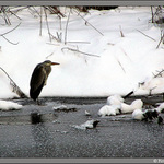 *** stráž tam v dáli stála ***