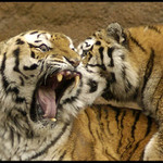 Mauglí a Tsamara I.