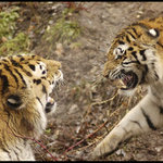 Mauglí a Tsamara II.