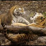 Mauglí a Tsamara III.