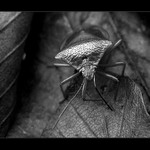 <B>.:Silver Bug's Life:.</B>