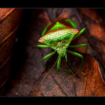 <B>.:Colours of Life:.</B>