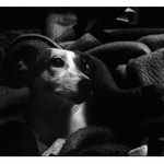Roxy